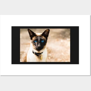 Siamese cat portrait Posters and Art